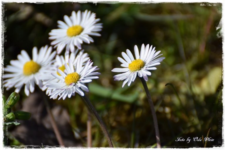 32+ Sag es mit blumen sprueche info