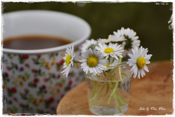 Sag es mit Blumen Das KreadankenCafe